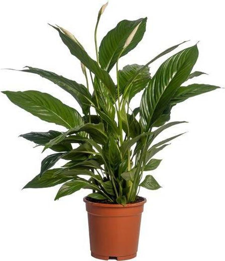 Einblatt Spathiphyllum Vivaldi Ø17cm 70cm pflegeleicht Zimmerpflanze Friedenslilie
