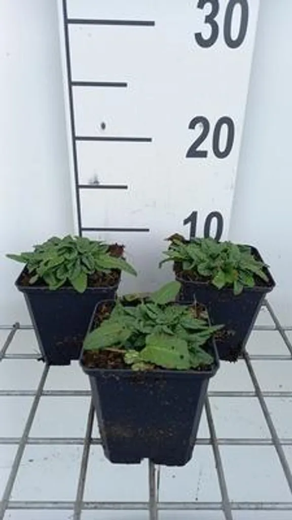 Aménager vos bordures de jardin avec 6 Stachys officinalis Ukkie 9cm
