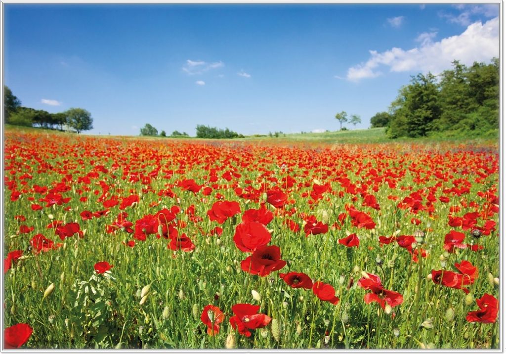 Wallario Wandbild Mohnblumenfeld- rote Blumen unter blauem Himmel, Größe: 70,30 x 100,30 cm, Poster mit weißem Kunststoffrahmen