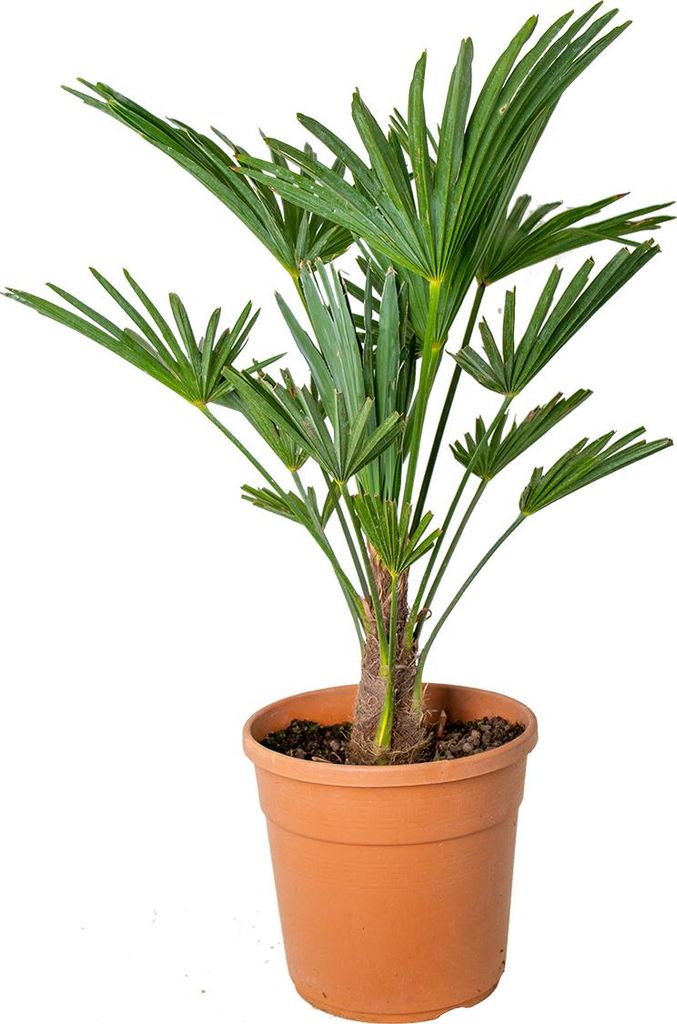 Bloomique - Trachycarpus Wagnerianus - Hanfpalme - Winterharte Palme - Gartenpflanzen - 60-80 cm Hoch - Topf 21 cm