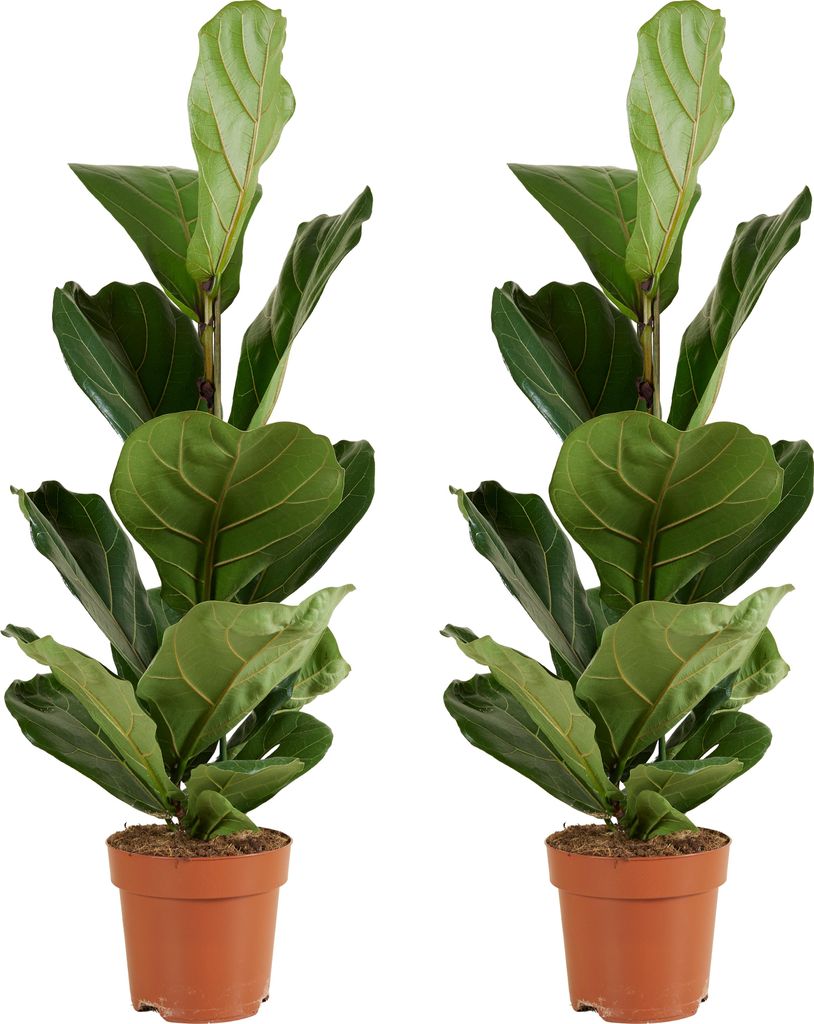Bloomique - 2er Set - Ficus Lyrata - Geigenfeige - Zimmerpflanzen Groß - Pflegeleicht - Luftreinigend - Höhe 80-100 cm - Topf 21 cm