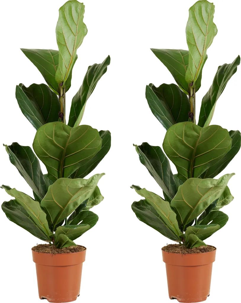 Bloomique Lot de 2 Ficus Lyrata 80-100 cm Plante à feuilles de violon