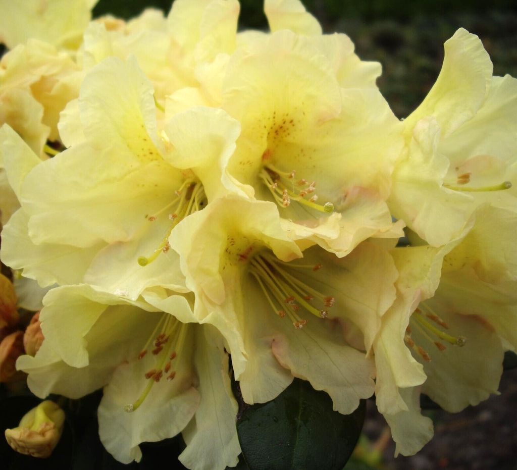 Rhododendron Hybride " Buffalo " Großblumige Alpenrose 40 - 50 cm hoch