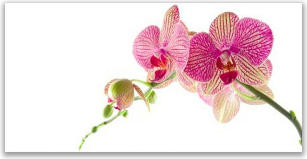 Glasbilder 140x70 Wandbild Druck auf Glas Blumen Pflanzen