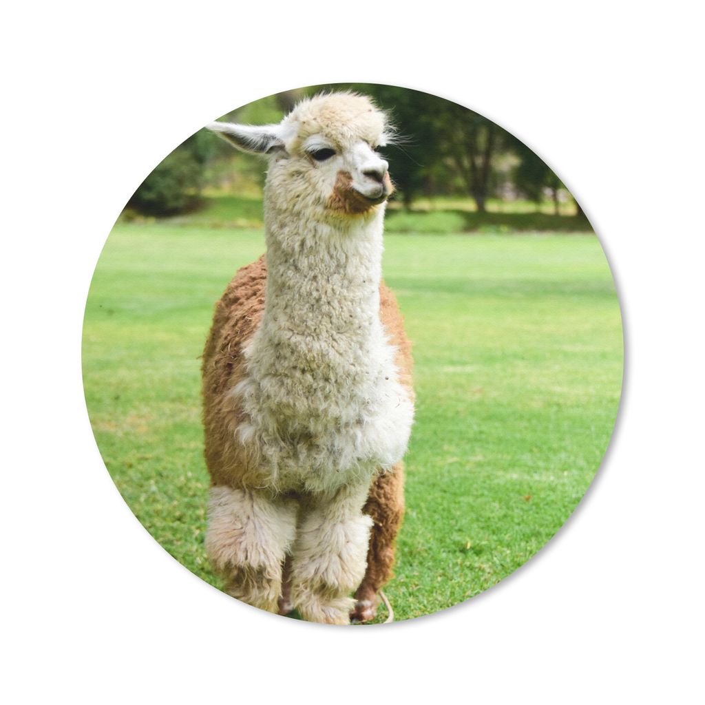 MuchoWow Mauspad Mousepad Alpaka - Weiß - Braun - Baum 20x20 cm - Mousepads - Maus Mat - Pad - Mausunterlage - Schreibtischmatte