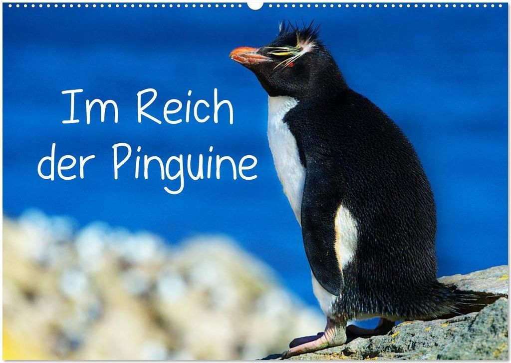Im Reich der Pinguine (Wandkalender 2026 DIN A2 quer), CALVENDO Monatskalender