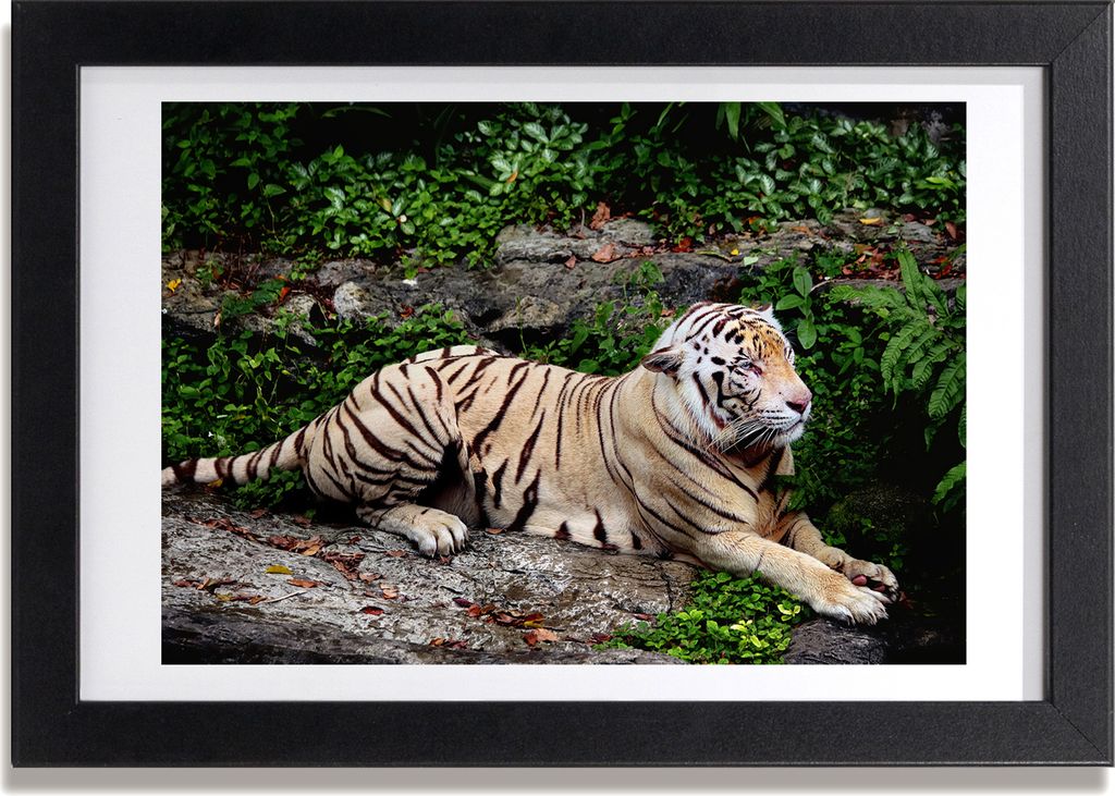 Bild 30x20 MDF-Rahmen, Wandkunst Tiger auf dem Felsen