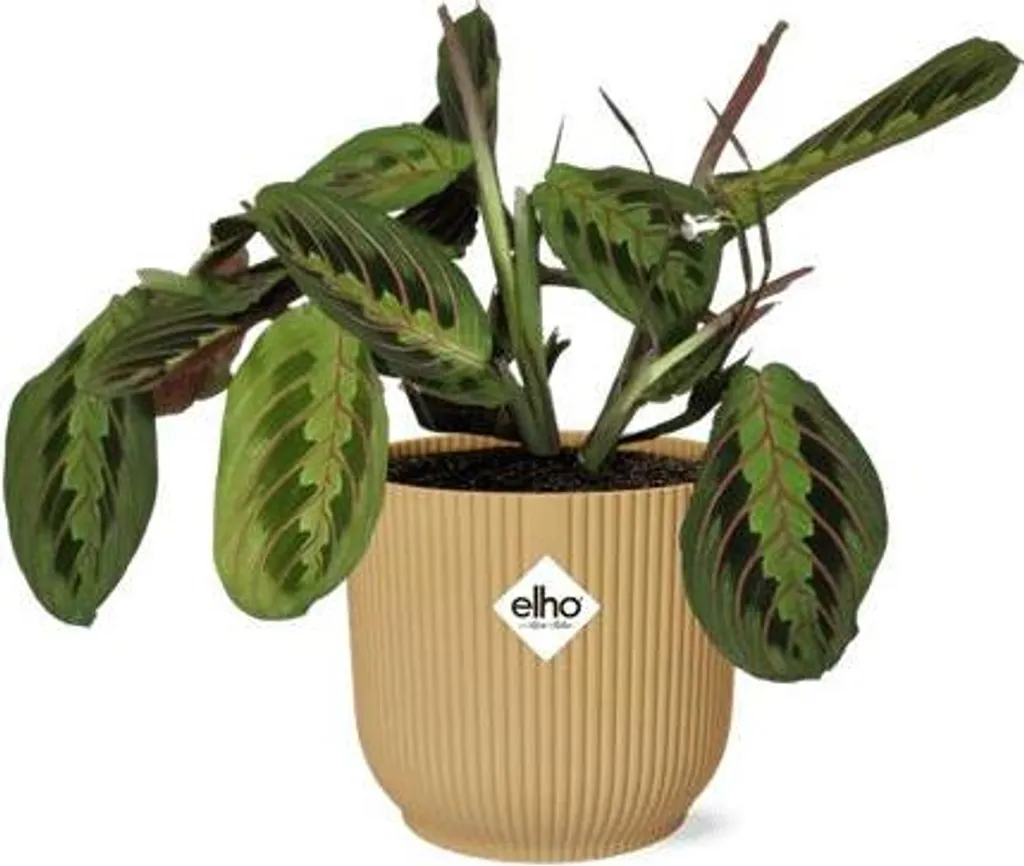 Maranta Fascinator Tricolor : Plante d'Intérieur Facile en Pot de 14cm