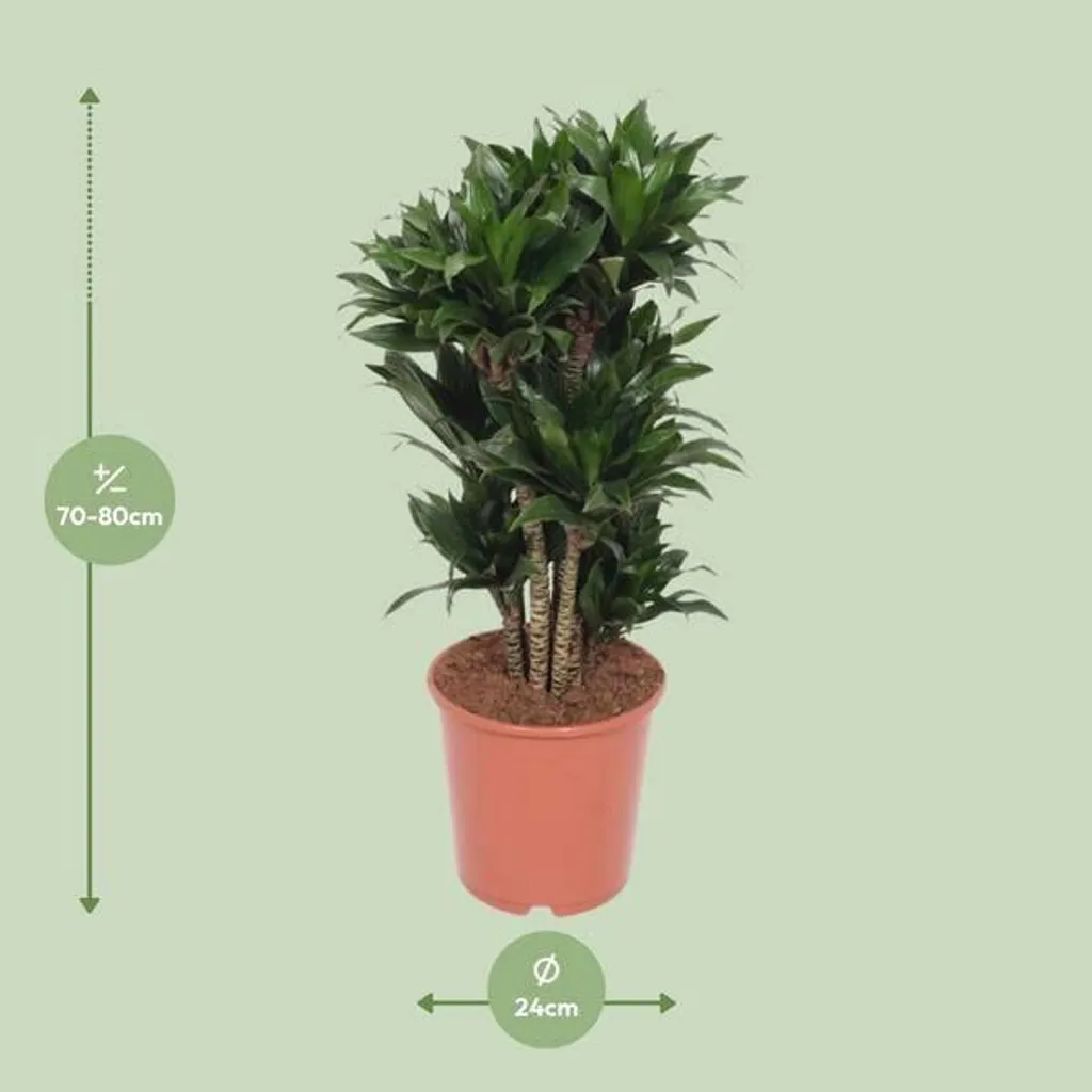 Dracaena Compacta 24cm : plante verte robuste et facile à vivre - 2