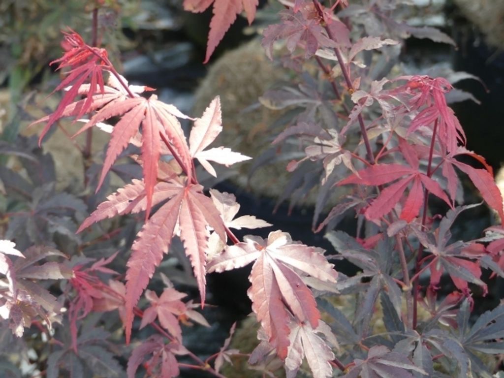 Ahorn palmatum Brand's Dwarf - Japanischer Fächerahorn Brand's Dwarf - 40-60