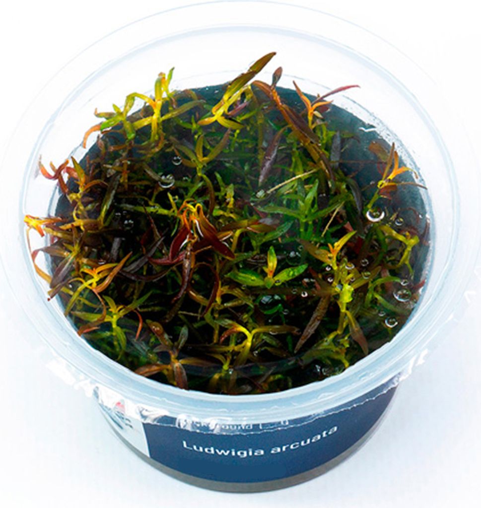 Ludwigia arcuata In-Vitro Cup algen- und schneckenfrei