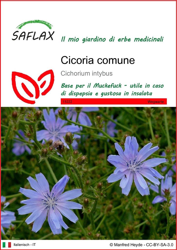 SAFLAX  - Cicoria comune - 250 semi - Cichorium Immagine del prodotto 