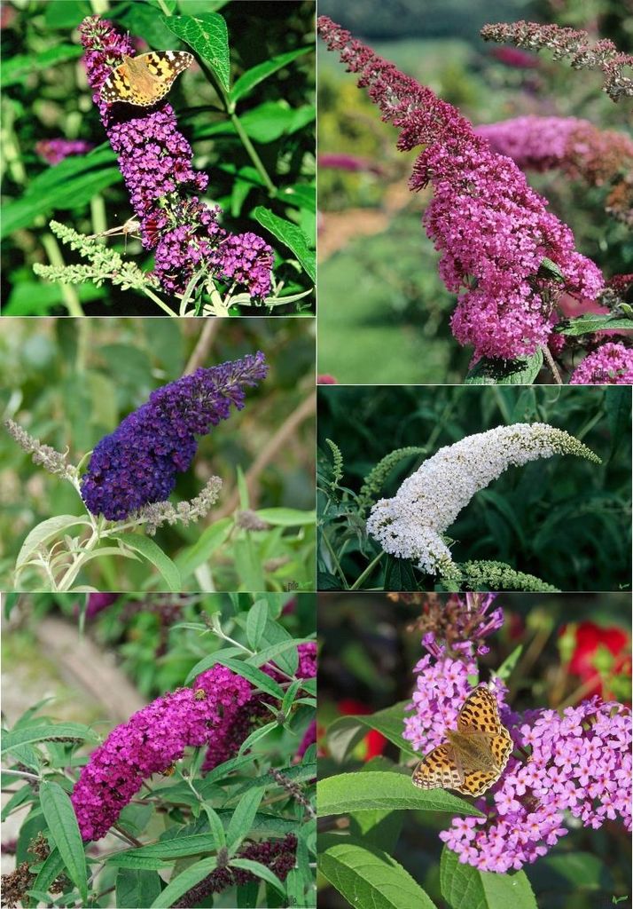 Sommerflieder Buddleja davidii Schmetterlingsstrauch im P9 Produktbild 