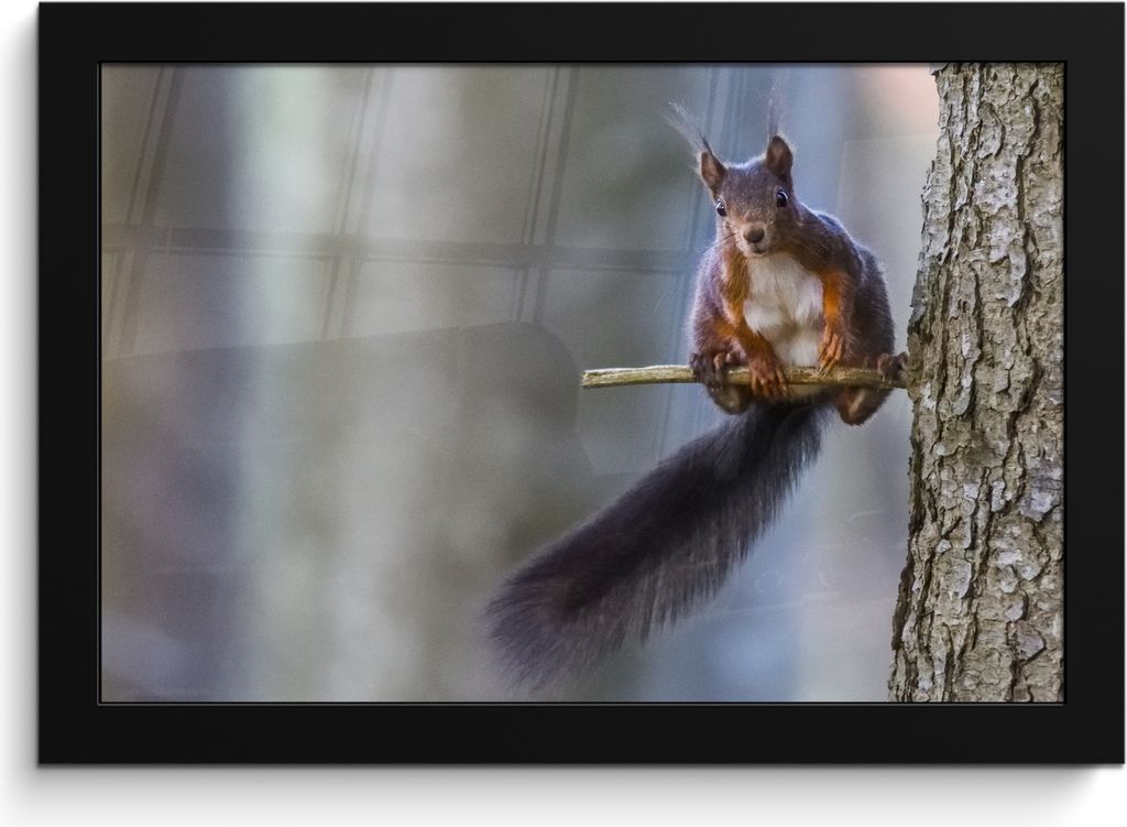 MuchoWow MuchoWow Gerahmtes Poster Waldtier - Eichhörnchen - Äste 30x20 cm - Poster mit zchwarzem Bilderrahmen - Kunstdruck - Bild-Poster