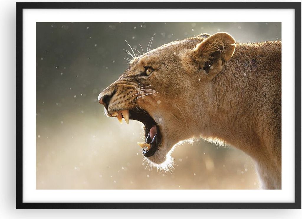 Gerahmtes Poster - Schwarzer Rahmen - Löwe Löwin Reißzähne - 70x50 cm - Wand Bild - Wanddeko - Wandbilder - Kunstposter - Wandposter - Bilderra...