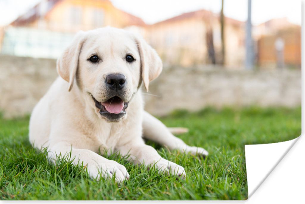 MuchoWow Poster Weißer Labrador Retriever im Gras liegend 120x80 cm - Bilder
