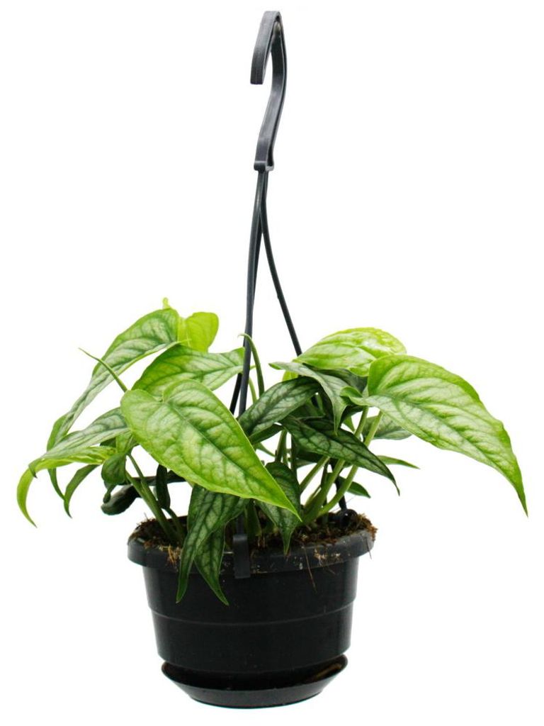 Pflegeleichte Mini-Ampelpflanzen in der 12cm Ampel - Monstera siltepecana - Silbernes Fensterblatt