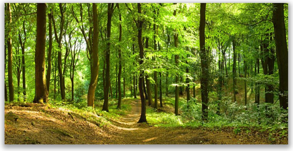 Tulup Leinwand-Bilder 140x70 Wandbild Canvas Kunstdruck Wald Natur