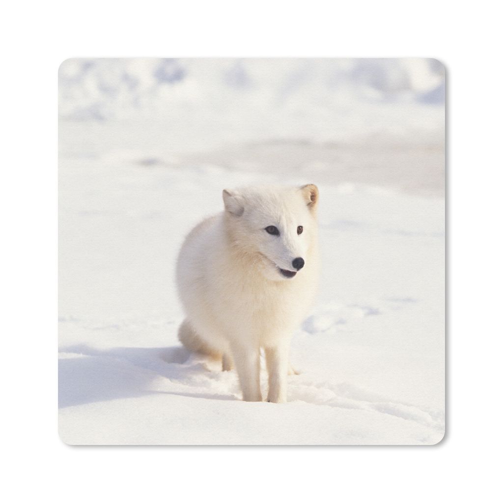MuchoWow® Mauspad Mousepad Fuchs - Schnee - Weiß 30x30 cm - Produktbild 