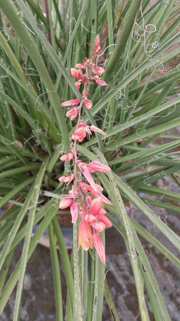 Hesperaloe parviflora 'Rubra' / Yucca rouge Image du produit 
