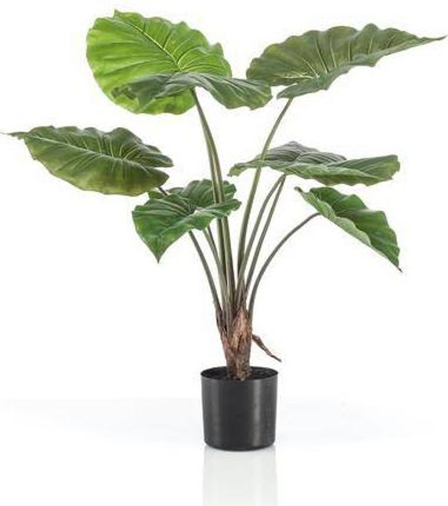 Kunstpflanze Alocasia Frydek – Elefantenohr – 70cm – Hochwertige künstliche Pflanze mit großen grünen Blättern & weißer Maserung – Imm...