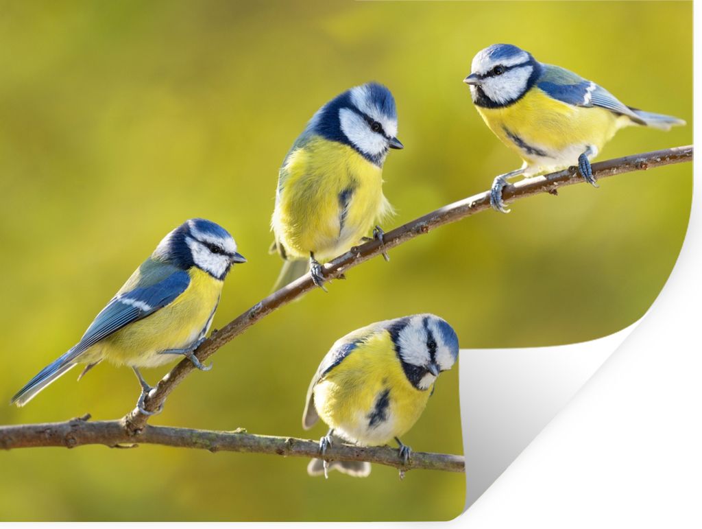 MuchoWow Wandtattoo Wandsticker Wandaufkleber Vogel - Blaumeise - Äste - Sonne 80x60 cm Selbstklebend und Repositionierbar - Faltenfrei