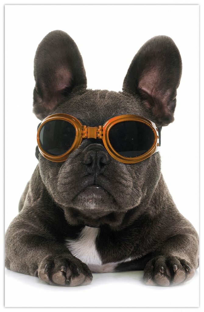 Wallario Premium Teppich, Größe 90 x 140 cm, Cooler Hund mit Sonnenbrille in orange - Französische Bulldogge
