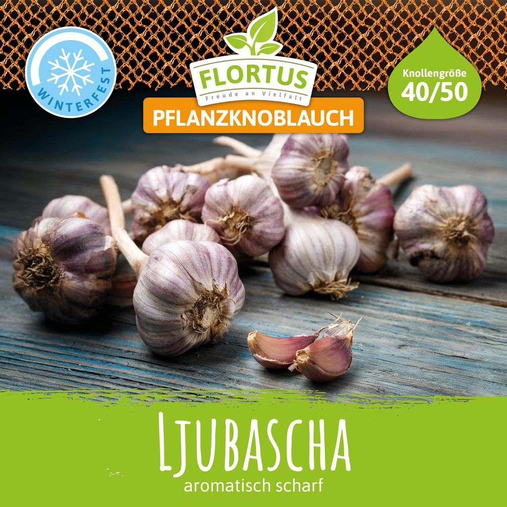 Winterpflanzknoblauch Ljubascha | Pflanzknoblauch von Produktbild 