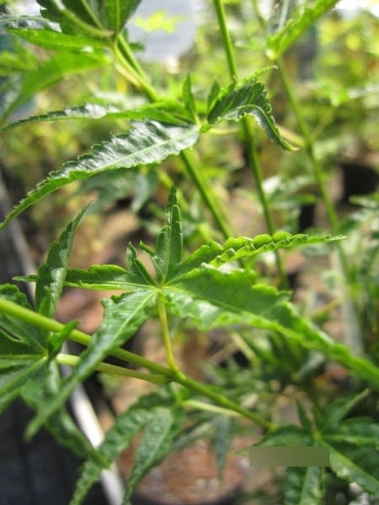 Ahorn palmatum Okushimo - japanischer Fächerahorn 60-80