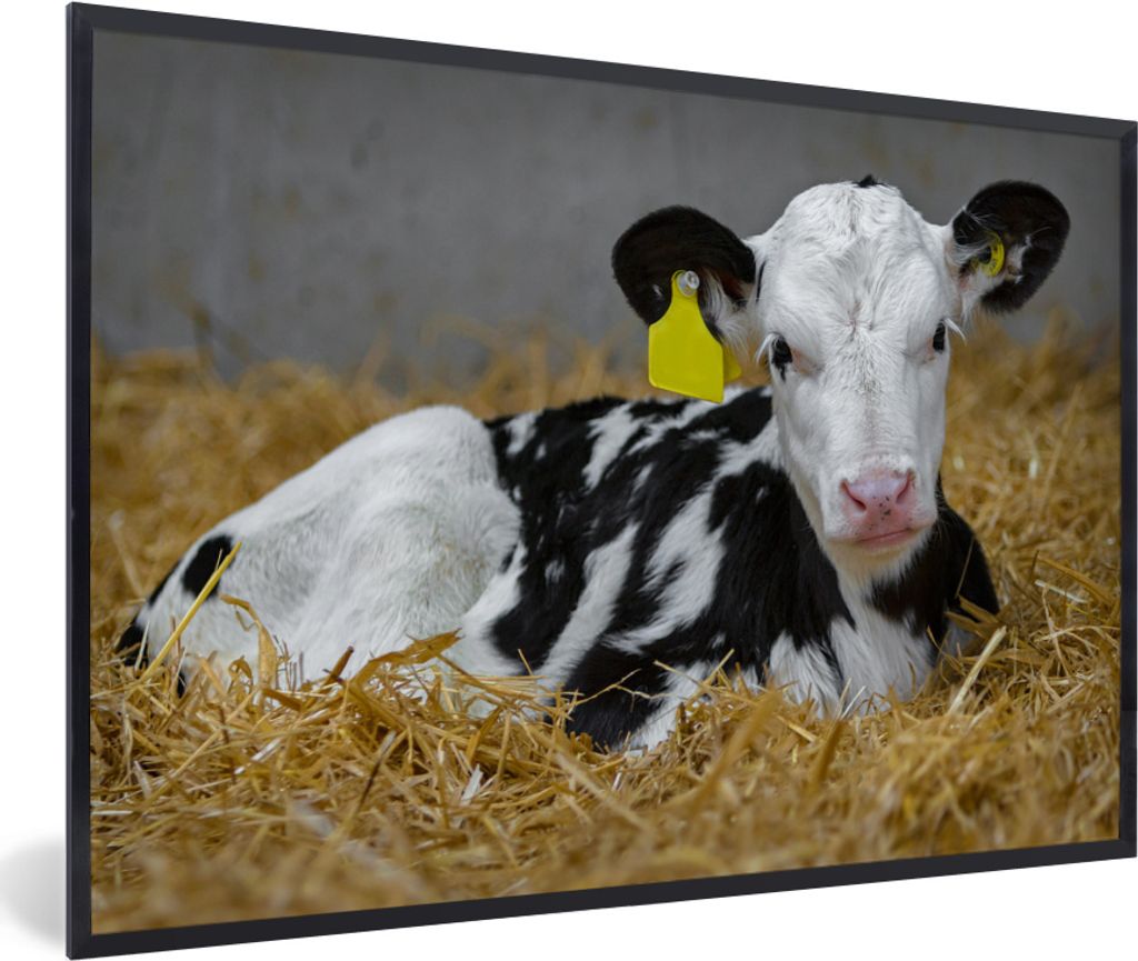 MuchoWow MuchoWow Gerahmtes Poster Kuh - Stroh - Kalb - Tier 60x40 cm - Poster mit zchwarzem Bilderrahmen - Printing - Wanddeko Schlafzimmer