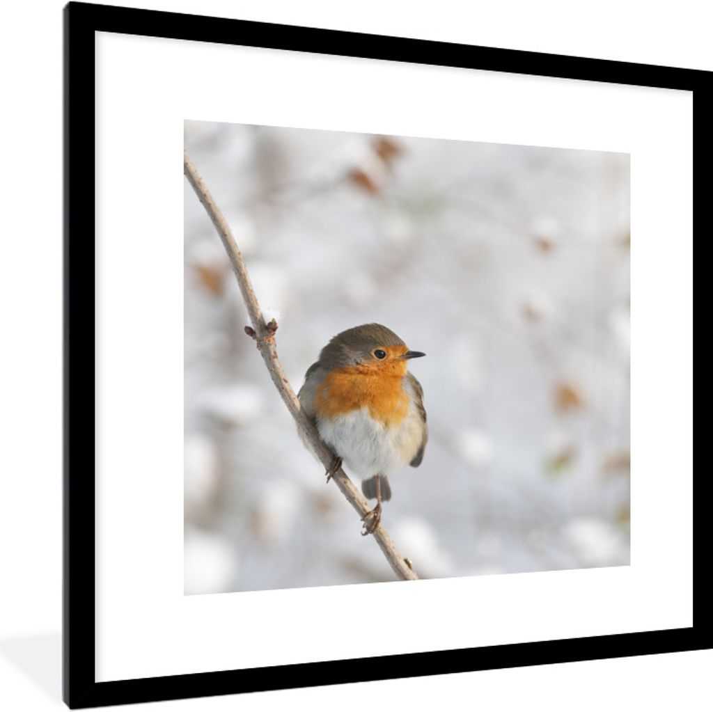 MuchoWow Gerahmtes Poster Vogel - Rotkehlchen - Winter 40x40 cm - Poster mit Schwarzem Bilderrahmen Wandposter Rahmen Foto Bilder - Poster - Plak...