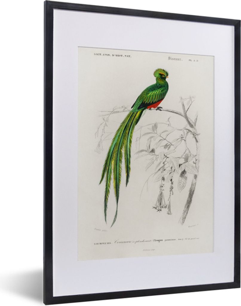 MuchoWow MuchoWow Gerahmtes Poster Vogel - Vintage - Zweig 30x40 cm - Poster mit zchwarzem Bilderrahmen - Wandposter Schlafzimmer