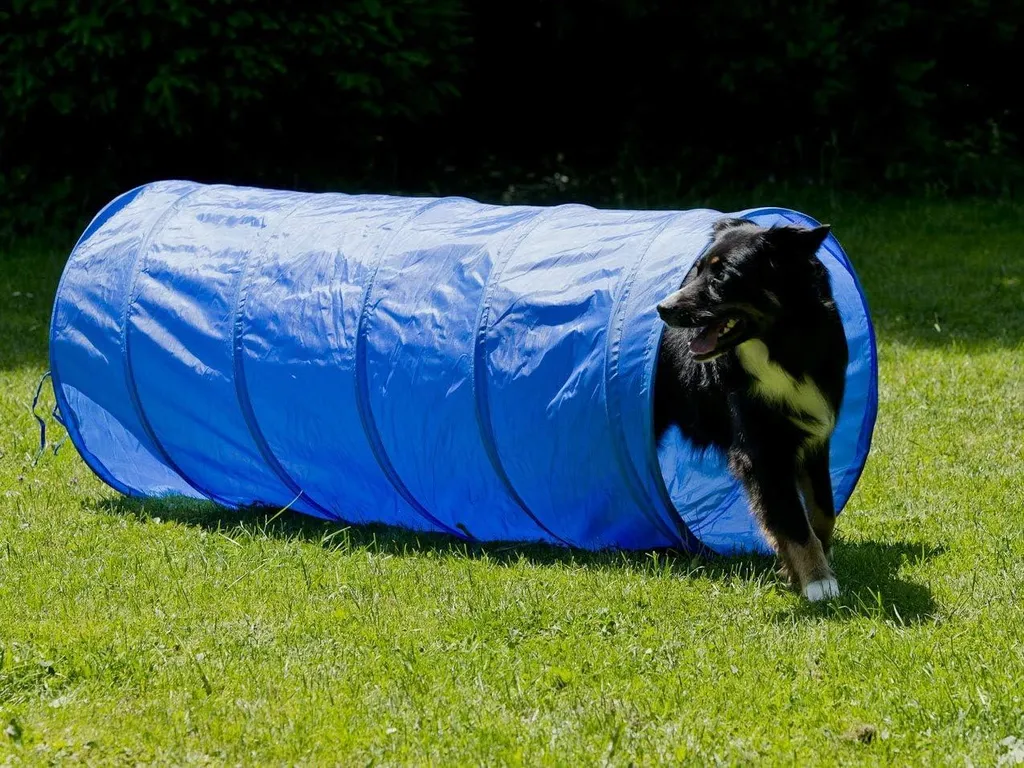 Kit Agility Chien avec Haie Anneau Barres et Tunnel - Entraînement Complet