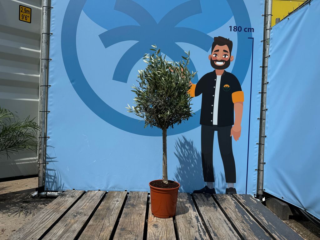 Olivenbaum 10 jahre alt - 130 Zentimeter hoch - Olea