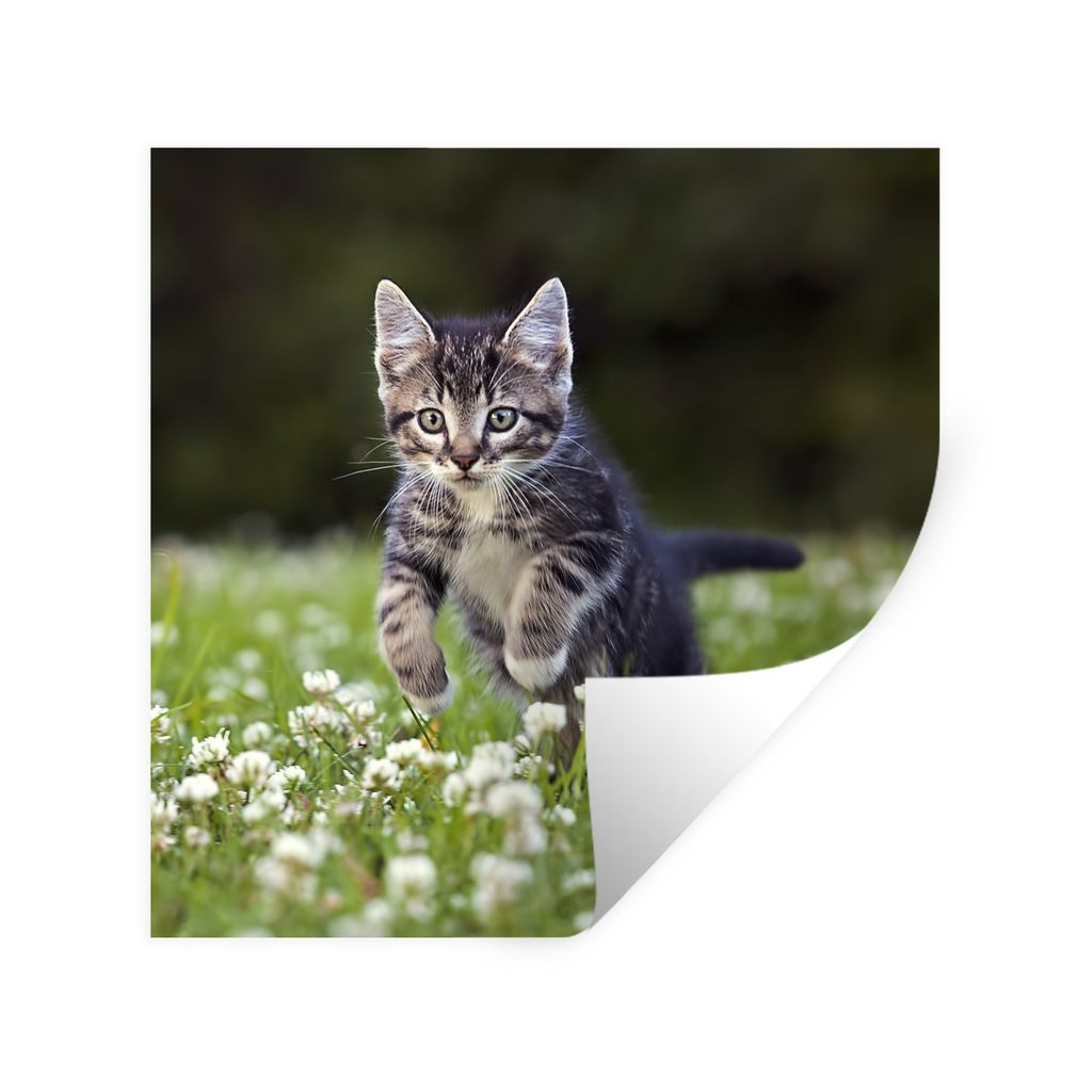 MuchoWow Wandtattoo Wandsticker Wandaufkleber Ein Kätzchen in einem Kleefeld 80x80 cm Selbstklebend und Repositionierbar - Wierderverwendbar - S...