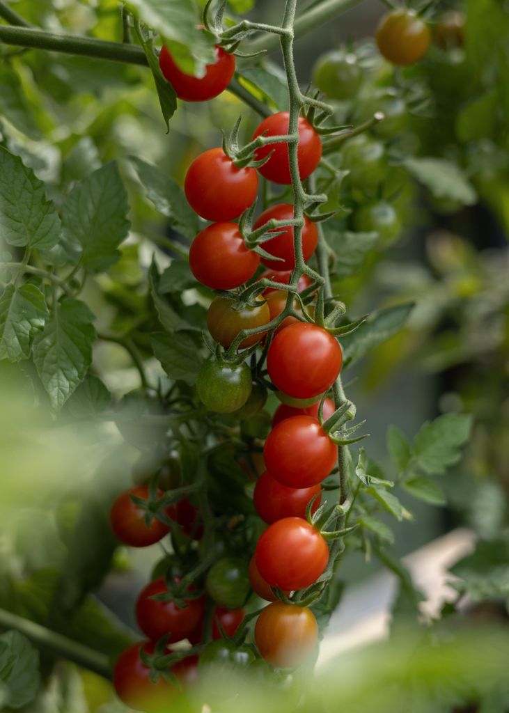 Wildtomate Tomatensamen – Historische Ursorte Solanum pimpinellifolium – 10 Samen für Garten Gewächshaus & Balkon – Sehr aromatische Mini T...