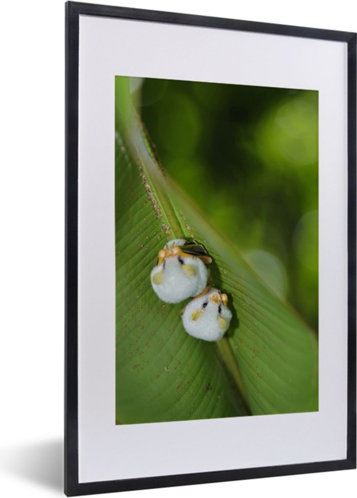 MuchoWow MuchoWow Gerahmtes Poster Weiße Fledermäuse auf grünem Blatt 40x60 cm - Poster mit zchwarzem Bilderrahmen - Poster in Rahmen