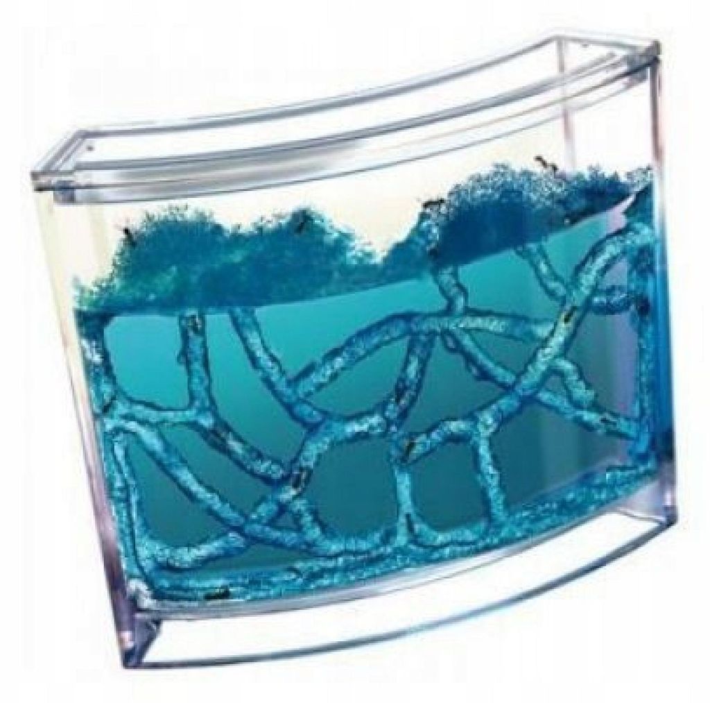 KIK Formicaio Quarium Formicaio Casa Formiche Blu Immagine del prodotto 