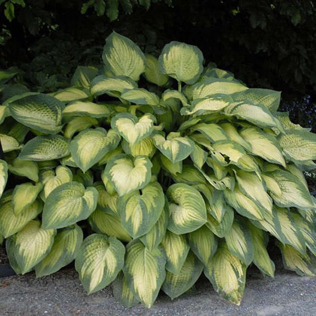 Hosta Funkia Pauls Glory 1 pz. Piantina Piantine di Hosta Immagine del prodotto 