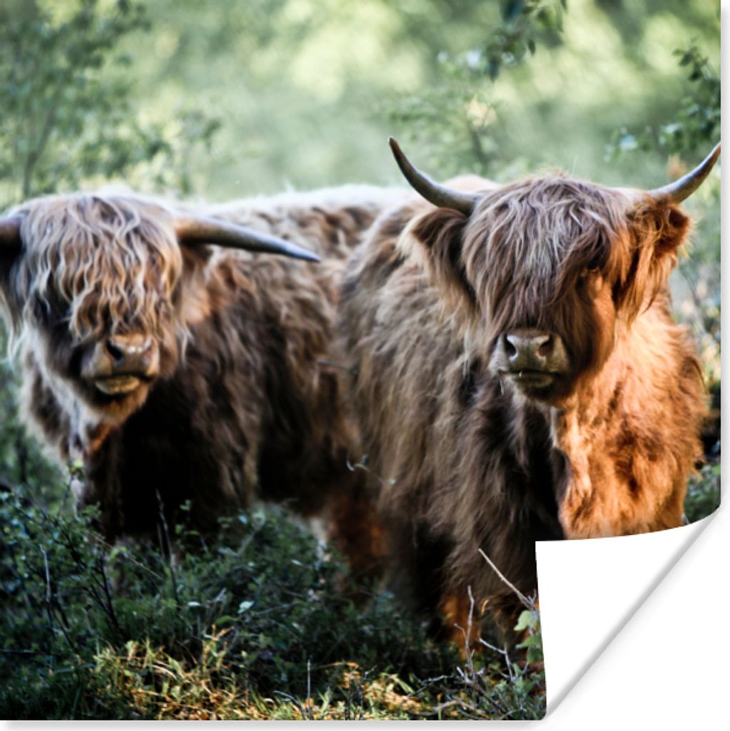 MuchoWow Poster Schottische Highlander - Wald - Tiere 75x75 cm - Wand Dekoration
