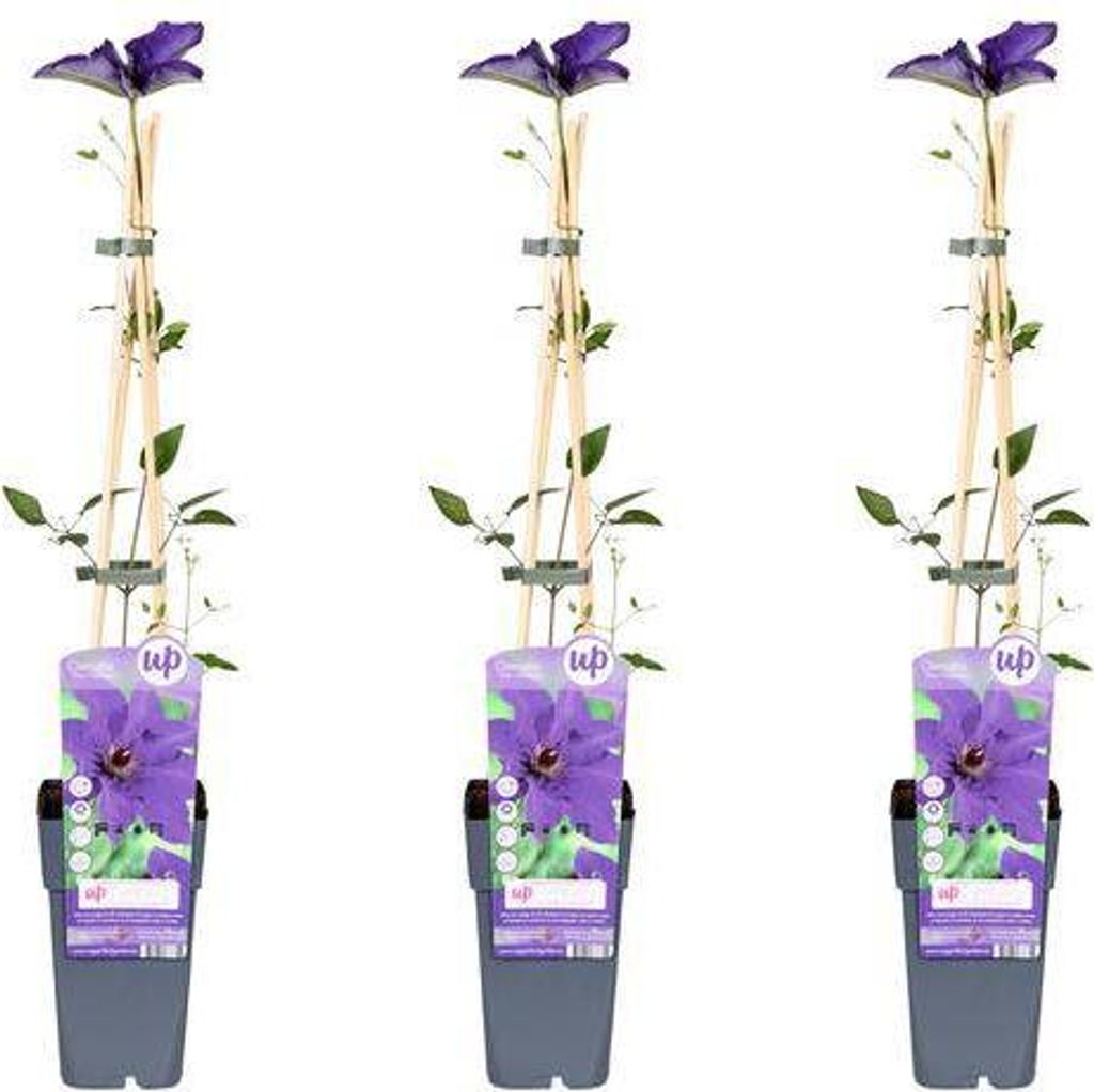 Waldrebe – Clematis 'The President' – 3 Pflanzen – Ø15cm – 65cm – Kletterpflanze mit violetten Blüten für Garten & Pergola