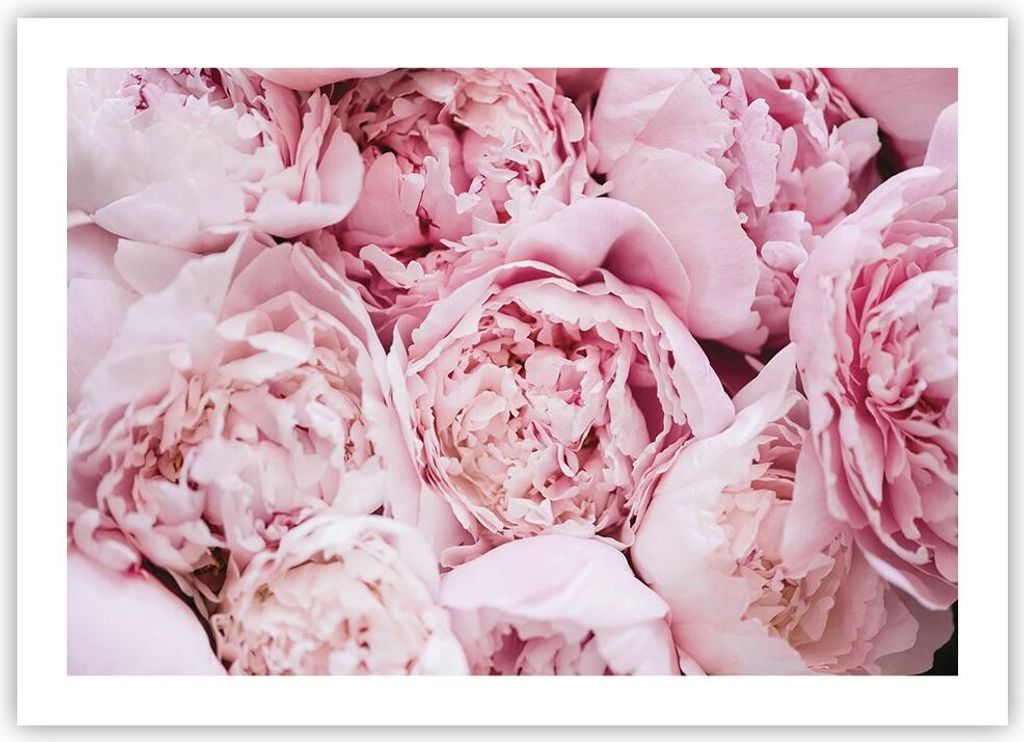 Poster - Poster ohne Rahmen - Blumenstrauß Blumen Rosa - Produktbild 