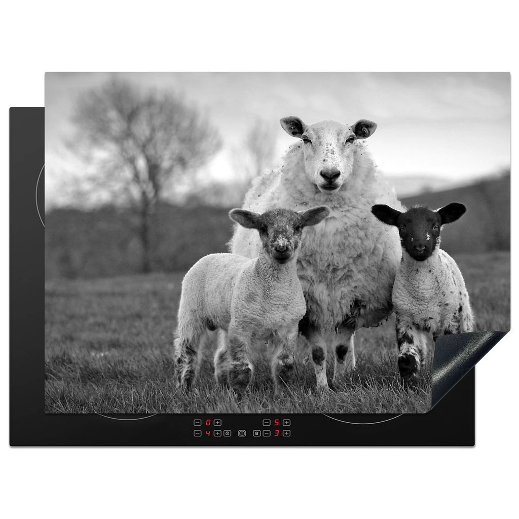 KitchenYeah Herdabdeckplatte Nahaufnahme eines Schafes mit zwei Lämmern - schwarz und weiß , 70x52cm, Küche Deko, Glaskeramikkochfeld Herdabde...