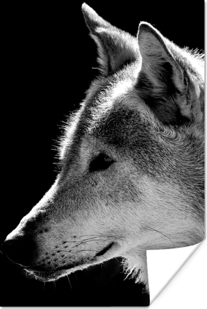 MuchoWow Poster Wildlife - Wolf - Schwarz - Weiß 60x90 cm - Wanddekoration