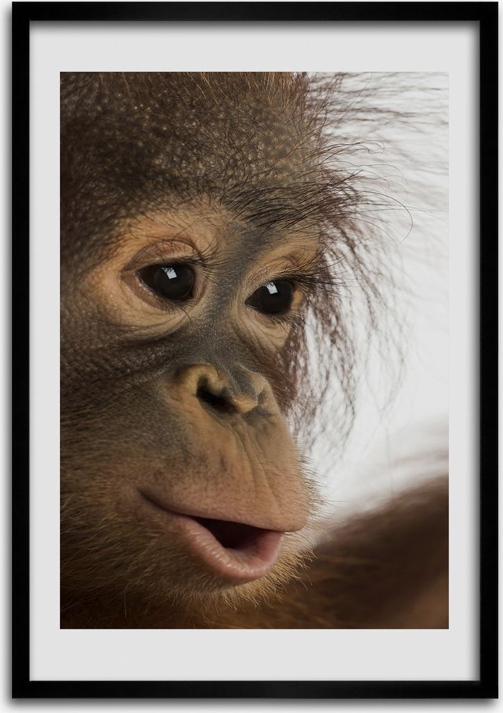 Bild - Bilderrahmen - Foto - 70 cm x 100 cm - MDF - Rahmen - Wandkunst - Ein junger Orang-Utan
