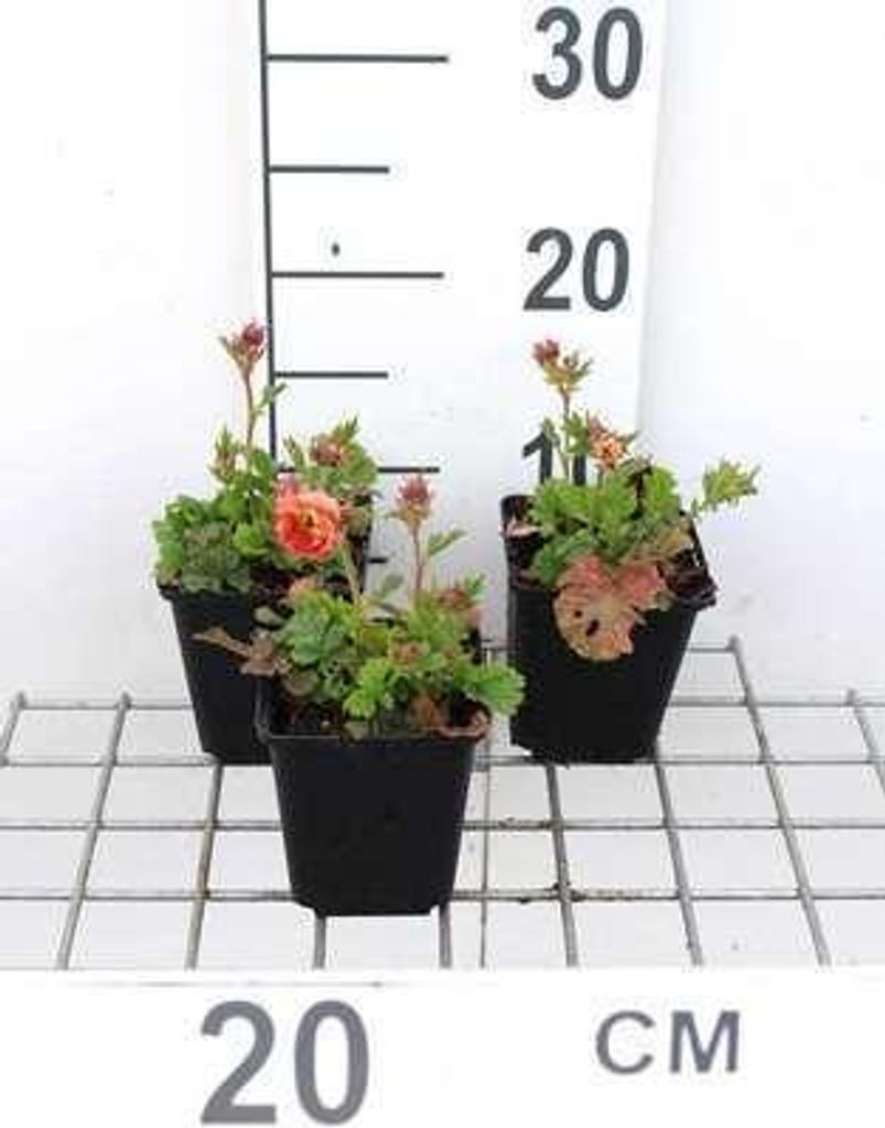 6 x Geum hybr. 'Mai Tai' - Nelkenwurz - Topf 9 x 9 cm