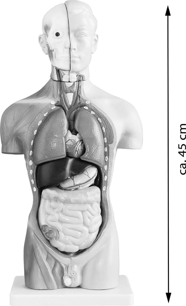 Anatomie Modell Torso des Menschen Anatomiemodell Produktbild 5