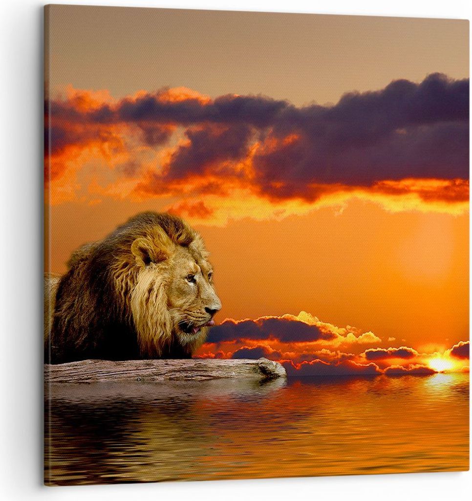 Bild auf Leinwand - Leinwandbild - Löwe Sonne Landschaft - 50x50cm - Wand Bild - Wanddeko - Leinwanddruck - Bilder - Kunstdruck - Wanddekoration -...