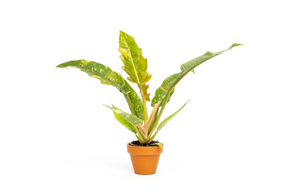 Gardners Philodendron narrow Ring of Fire, průměr 6 cm Obrázek produktu 