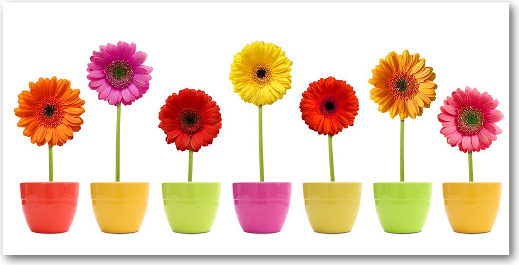 Tulup Glas-Bild -140x70- Wandkunst Dekorative Wand für Küche & Wohnzimmer - Blumen & Pflanzen - Bunte Gerbera - Mehrfarbig